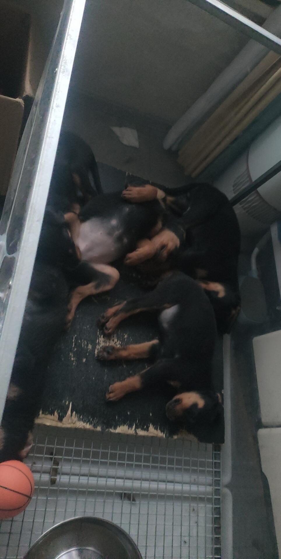 护卫犬罗威纳